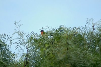 a Painted Bunting  1DSC_1500.jpg