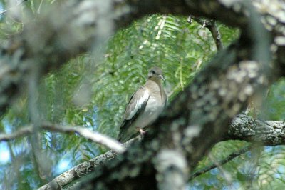 a White-winged Dove DSC_1596.jpg