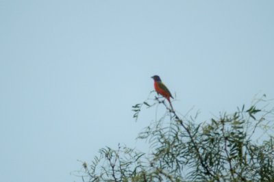 Painted Bunting DSC_1603.jpg