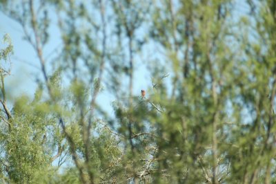 Painted Bunting Cooks DSC_1561.jpg