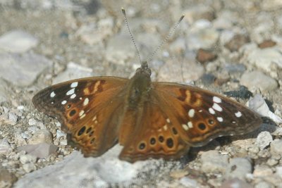 Asterocampa DSC_1688.jpg