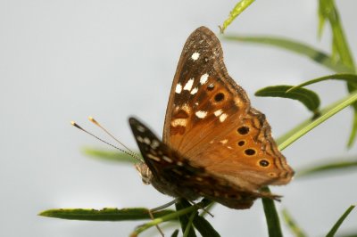 Asterocampa DSC_1710.jpg