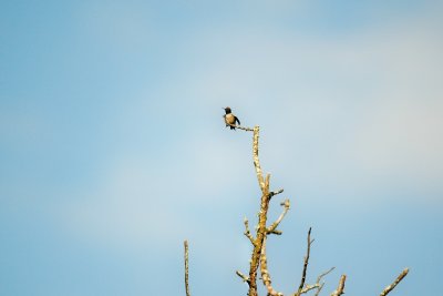 bb Black-chinned Hummingbirds DSC_1686.jpg