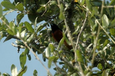bb Orchard Oriole DSC_1732.jpg