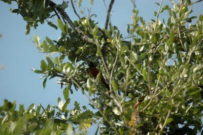 bb Orchard Oriole DSC_1734.jpg