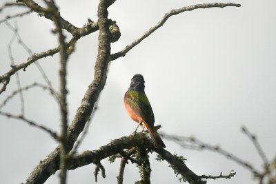 bb Painted Bunting DSC_1692.jpg