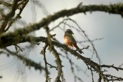 bb Painted Bunting DSC_1695.jpg