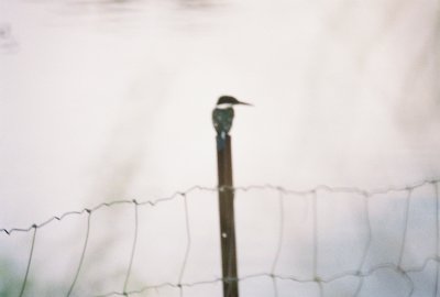 a Green Kingfisher.jpg