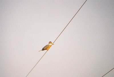 a Ringed Kingfisher 2.jpg