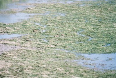 a water birds.jpg