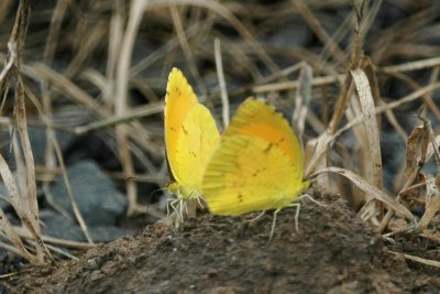 Sleepy  Orange  (Eurema nicippe) DSC_1816.jpg