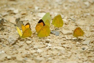 Sulphurs and  Skippers DSC_1841.jpg