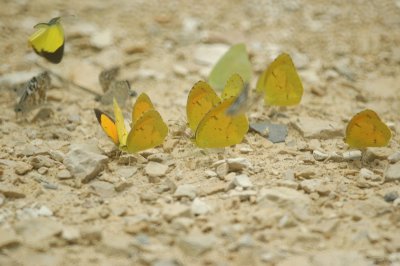 Orange Sulphurs DSC_1842.jpg