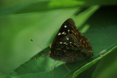Asterocampa DSC_1985.jpg