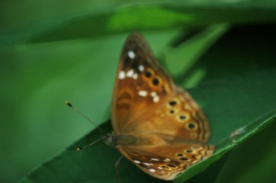 Asterocampa DSC_1986.jpg
