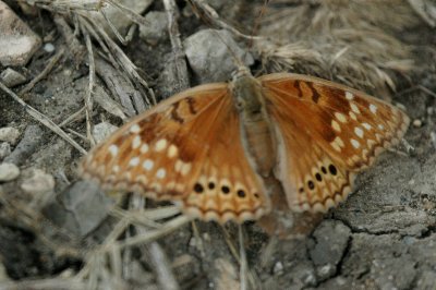 Tawny Emporer Asterocampa clyton DSC_1979.jpg