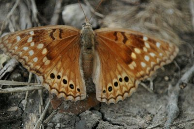 Tawny Emporer Asterocampa clyton DSC_1980.jpg