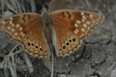Tawny Emperor Asterocampa clyton DSC_1978.jpg