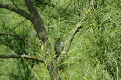 Yellow-billed CuckooDSC_1970.jpg