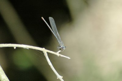 g6/63/778763/3/82200257.wSZxH9Nm.jpg