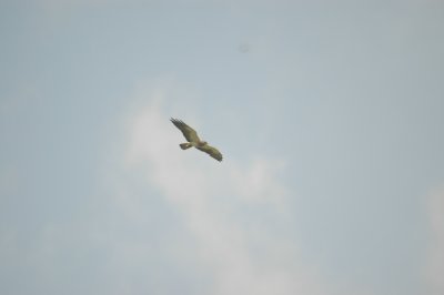 Swainsons Hawk DSC_2294.jpg