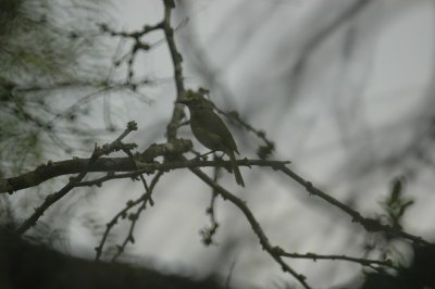 White-eyed Vireo DSC_2256.jpg