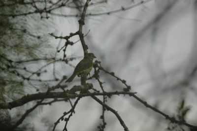 White-eyed Vireo DSC_2257.jpg