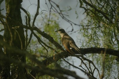 Yellow-billed Cuckoo DSC_2245.jpg