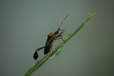 Insect black and orange DSC_2260.jpg