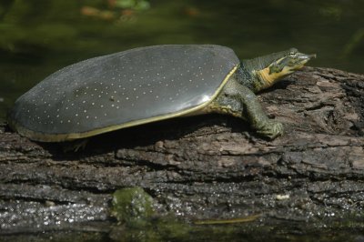 Spiny Softshell Trionyx spiniferus DSC_2303.jpg