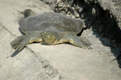 Spiny Softshell Trionyx spiniferusDSC_2321.jpg