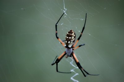 Lovely Spider DSC_2261.jpg