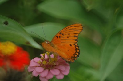 Gulf Fritillary DSC_2340.jpg
