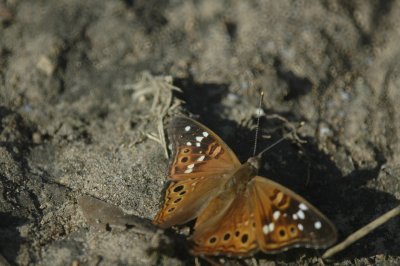 Asterocampa DSC_2416.jpg