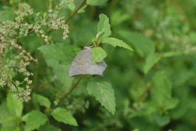 a Leafwing DSC_2663.jpg