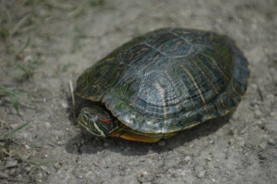 red-eared DSC_2691.jpg
