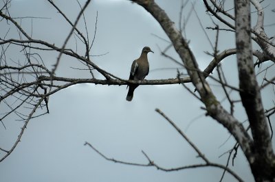 a White-winged Dove DSC_2674.jpg