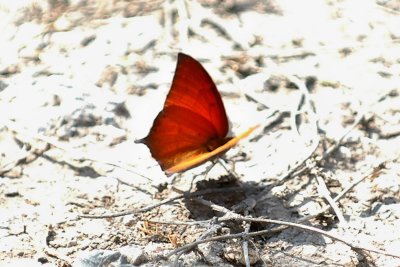 a  Goatweed Leafwing DSC_2815.jpg