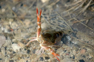 a Crawfish DSC_2756.jpg
