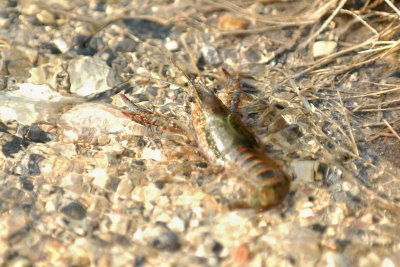 Cooks Slough Crawfish DSC_2755.jpg