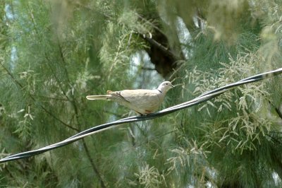 Eurasian Collard Dove Backyard DSC_2835.jpg
