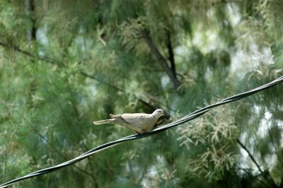 Eurasian Collared Dove Backyard DSC_2837.jpg