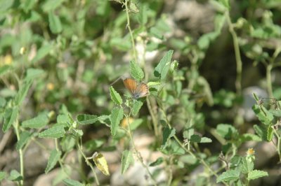 Western Pygmy-Blue Brephidium exileDSC_2921.jpg