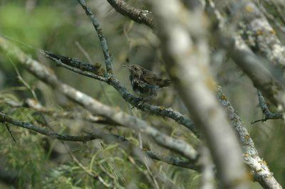 Bewicks Wren DSC_2916.jpg