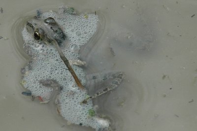 Froggy DSC_2987.jpg