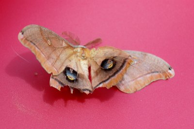 Polyphemus Antheraea polyphemus DSC_2996.jpg