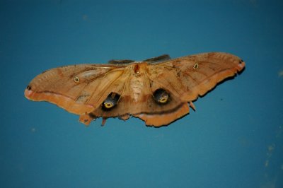 Polyphemus Antheraea polyphemus 3 DSC_2998.jpg