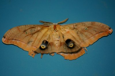 Polyphemus Antheraea polyphemus 2 DSC_2999.jpg