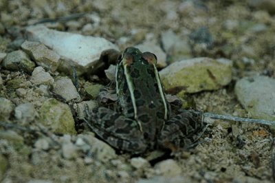 Froggy DSC_3062.jpg