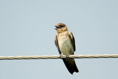 Swallow DSC_3063.jpg